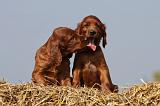 SETTER IRLANDAIS 116